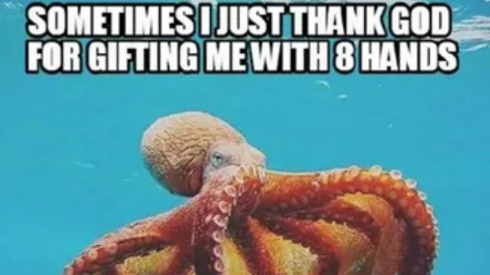 Hilarious Jokes About Octopus